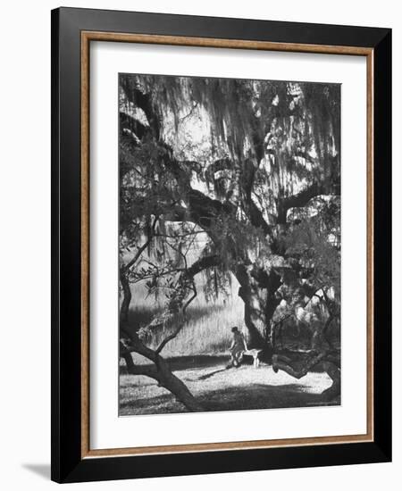 Pensive Portrait of Writer Josephine Pinckney Sitting Beneath Oak Tree Covered with Spanish Moss-Alfred Eisenstaedt-Framed Photographic Print