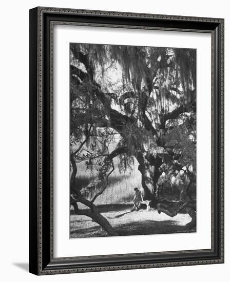 Pensive Portrait of Writer Josephine Pinckney Sitting Beneath Oak Tree Covered with Spanish Moss-Alfred Eisenstaedt-Framed Photographic Print