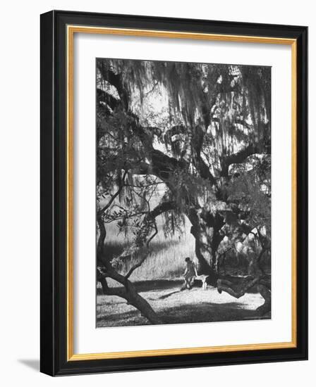 Pensive Portrait of Writer Josephine Pinckney Sitting Beneath Oak Tree Covered with Spanish Moss-Alfred Eisenstaedt-Framed Photographic Print