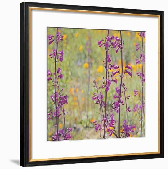 Penstemon and Poppies-Ken Bremer-Framed Giclee Print