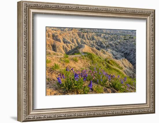Penstemon Wildflowers in Badlands National Park, South Dakota, Usa-Chuck Haney-Framed Photographic Print