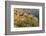 Penstemon Wildflowers in Badlands National Park, South Dakota, Usa-Chuck Haney-Framed Photographic Print