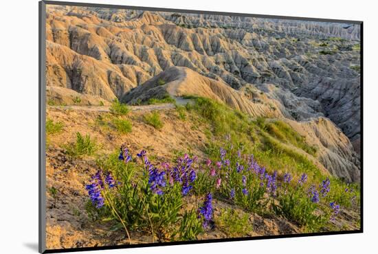 Penstemon Wildflowers in Badlands National Park, South Dakota, Usa-Chuck Haney-Mounted Photographic Print