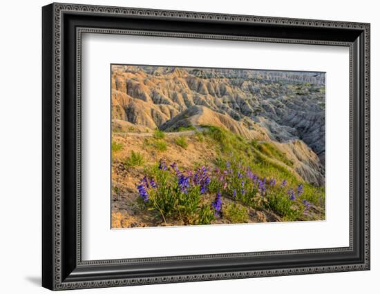 Penstemon Wildflowers in Badlands National Park, South Dakota, Usa-Chuck Haney-Framed Photographic Print