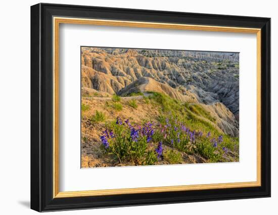 Penstemon Wildflowers in Badlands National Park, South Dakota, Usa-Chuck Haney-Framed Photographic Print