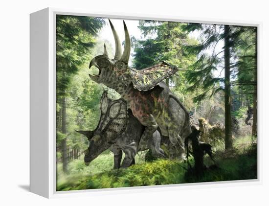 Pentaceratops Dinosaurs Mating-Jose Antonio-Framed Premier Image Canvas