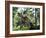 Pentaceratops Dinosaurs Mating-Jose Antonio-Framed Photographic Print