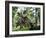 Pentaceratops Dinosaurs Mating-Jose Antonio-Framed Photographic Print