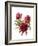 Peonies, 2002-Claudia Hutchins-Puechavy-Framed Giclee Print