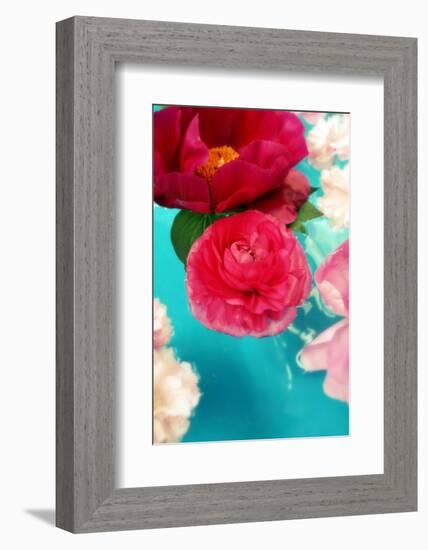 Peonies and Ranunculus Blossoms in Red and Rose, Swimming in Gloriously Blue Water-Alaya Gadeh-Framed Photographic Print