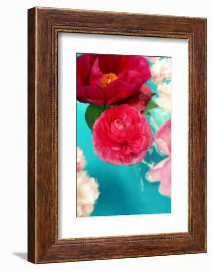 Peonies and Ranunculus Blossoms in Red and Rose, Swimming in Gloriously Blue Water-Alaya Gadeh-Framed Photographic Print