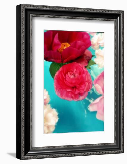 Peonies and Ranunculus Blossoms in Red and Rose, Swimming in Gloriously Blue Water-Alaya Gadeh-Framed Photographic Print