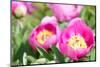 Peonies, Blossoms, Close-Up-Alexander Georgiadis-Mounted Premium Photographic Print