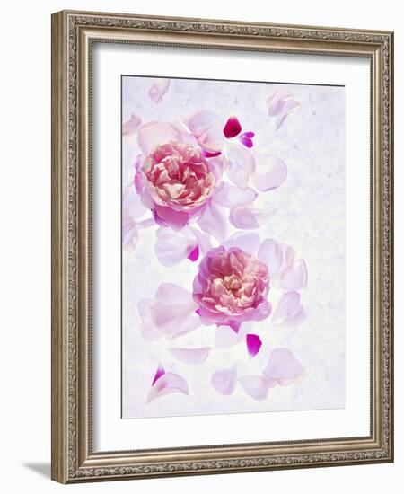 Peonies, Blossoms, Petals, Pink, Rose, White, Still Life-Axel Killian-Framed Photographic Print