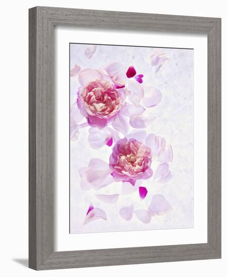 Peonies, Blossoms, Petals, Pink, Rose, White, Still Life-Axel Killian-Framed Photographic Print