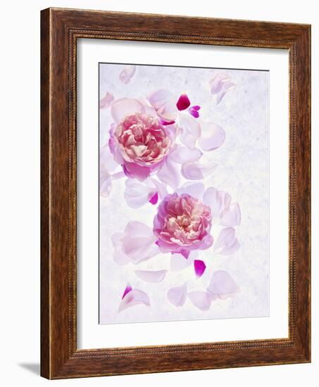 Peonies, Blossoms, Petals, Pink, Rose, White, Still Life-Axel Killian-Framed Photographic Print