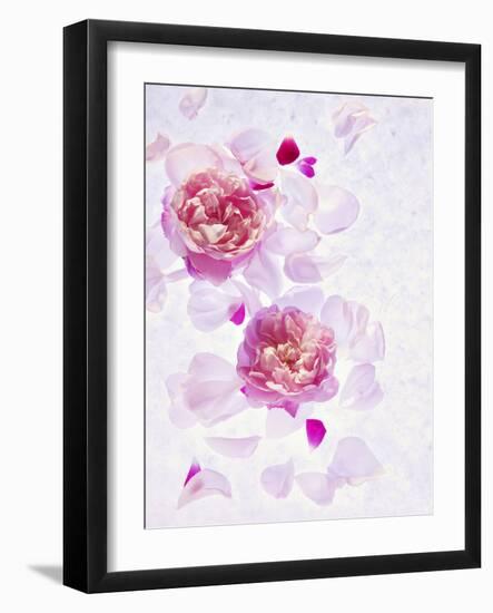 Peonies, Blossoms, Petals, Pink, Rose, White, Still Life-Axel Killian-Framed Photographic Print