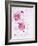 Peonies, Blossoms, Petals, Pink, Rose, White, Still Life-Axel Killian-Framed Photographic Print