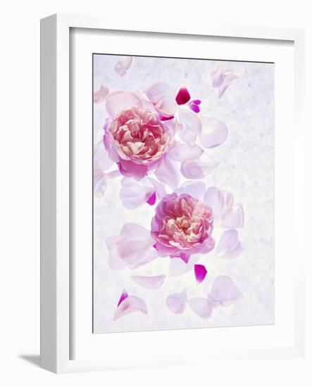 Peonies, Blossoms, Petals, Pink, Rose, White, Still Life-Axel Killian-Framed Photographic Print