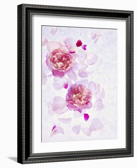 Peonies, Blossoms, Petals, Pink, Rose, White, Still Life-Axel Killian-Framed Photographic Print