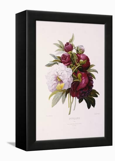 Peonies, Engraved by Prevost-Pierre-Joseph Redouté-Framed Premier Image Canvas