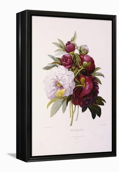 Peonies, Engraved by Prevost-Pierre-Joseph Redouté-Framed Premier Image Canvas