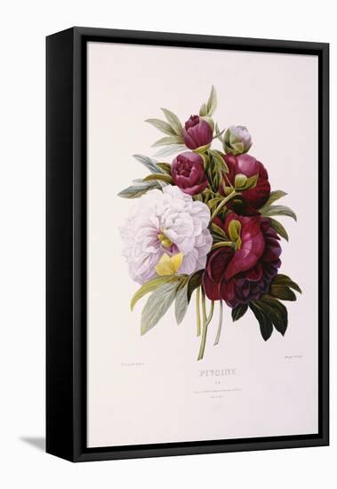 Peonies, Engraved by Prevost-Pierre-Joseph Redouté-Framed Premier Image Canvas