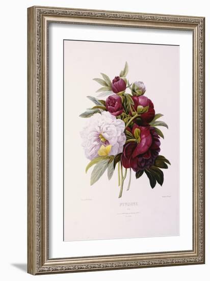 Peonies, Engraved by Prevost-Pierre-Joseph Redouté-Framed Giclee Print