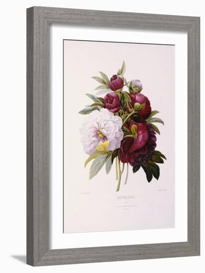 Peonies, Engraved by Prevost-Pierre-Joseph Redouté-Framed Giclee Print