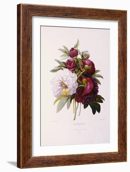 Peonies, Engraved by Prevost-Pierre-Joseph Redouté-Framed Giclee Print