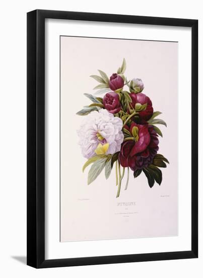 Peonies, Engraved by Prevost-Pierre-Joseph Redouté-Framed Giclee Print