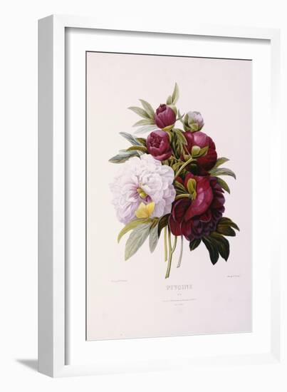 Peonies, Engraved by Prevost-Pierre-Joseph Redouté-Framed Giclee Print