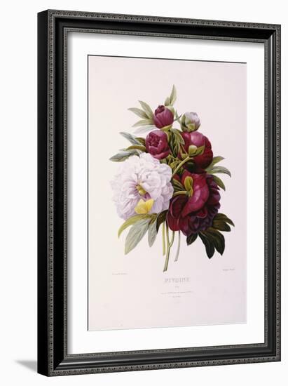 Peonies, Engraved by Prevost-Pierre-Joseph Redouté-Framed Giclee Print