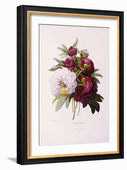 Peonies, Engraved by Prevost-Pierre-Joseph Redouté-Framed Giclee Print