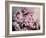 Peonies Galore II-Elizabeth Urquhart-Framed Photo