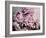 Peonies Galore II-Elizabeth Urquhart-Framed Photo