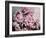 Peonies Galore II-Elizabeth Urquhart-Framed Photo