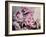 Peonies Galore II-Elizabeth Urquhart-Framed Photographic Print