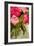 Peonies I-Karyn Millet-Framed Photographic Print