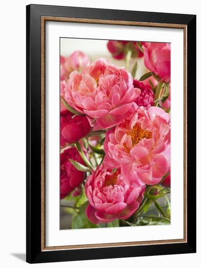 Peonies II-Karyn Millet-Framed Photographic Print