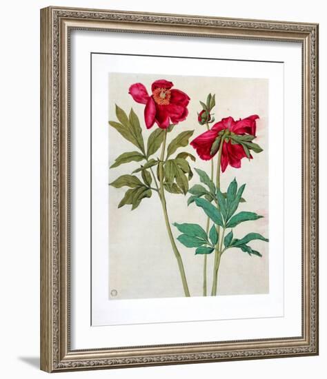 Peonies-Albrecht Dürer-Framed Collectable Print