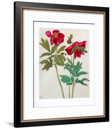 Peonies Collectable Print by Albrecht Dürer | Art.com