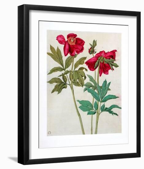 Peonies-Albrecht Dürer-Framed Collectable Print