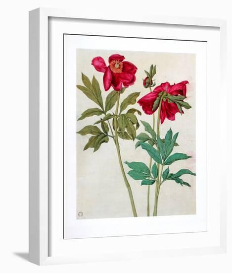 Peonies-Albrecht Dürer-Framed Collectable Print