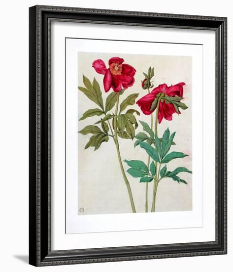 Peonies-Albrecht Dürer-Framed Collectable Print