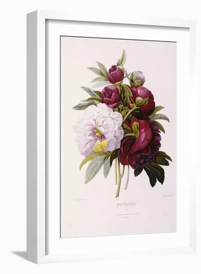 Peonies-Pierre-Joseph Redouté-Framed Giclee Print