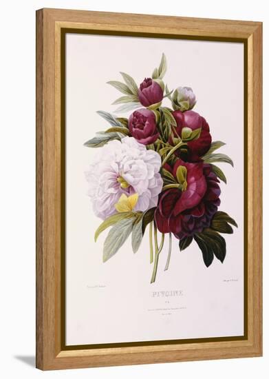 Peonies-Pierre-Joseph Redouté-Framed Premier Image Canvas