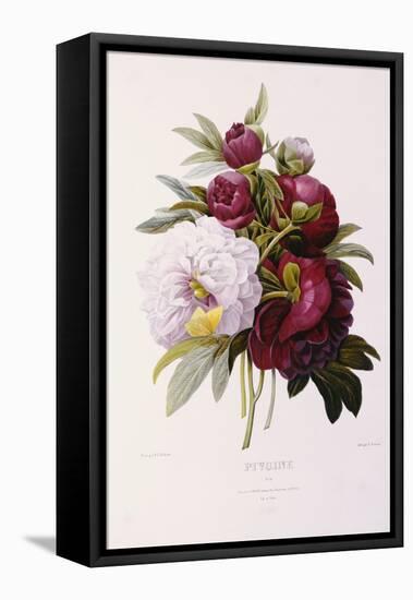 Peonies-Pierre-Joseph Redouté-Framed Premier Image Canvas