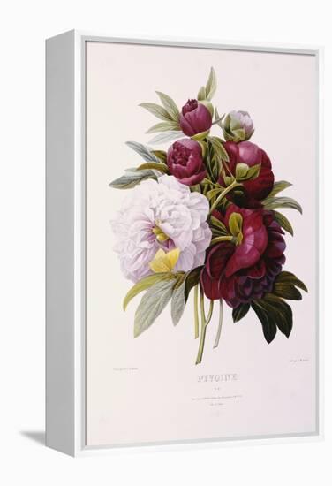 Peonies-Pierre-Joseph Redouté-Framed Premier Image Canvas