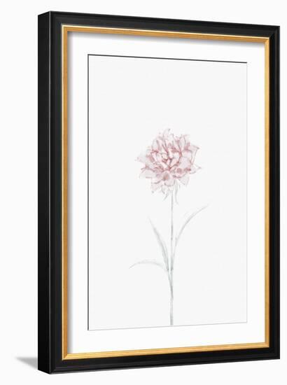 Peony 02-1x Studio II-Framed Giclee Print